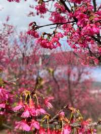 福州小眾花海境，人少景美還出片