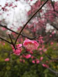 真如公園梅花景