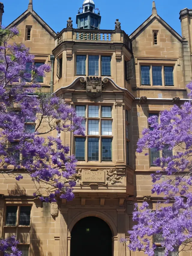 호주 10일 여행, 신비로운 숲 풍경 탐험