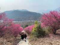 武漢木蘭花谷｜武漢市內闖入超壯觀的梅園花海
