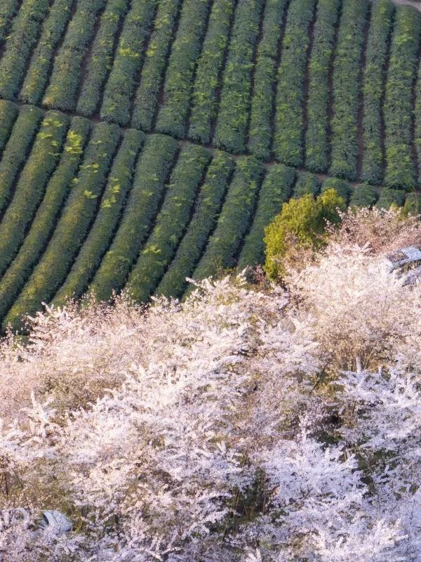 🌸貴州平壩櫻花盛開，快來體驗！