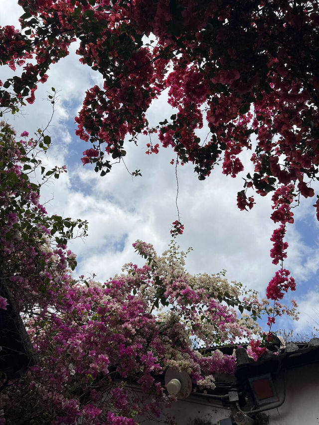 被這片三角梅花海美到失語🌸承包整個春天