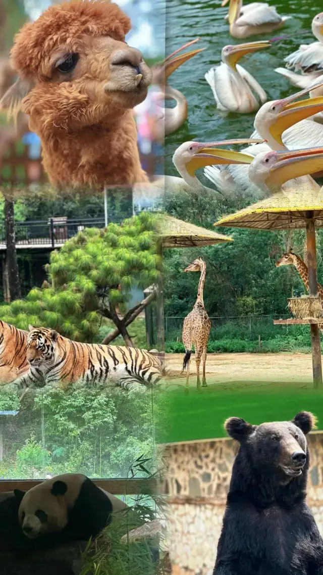 The Ultimate Guide to Photographing Your Zoo Trip!