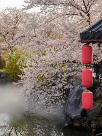武漢東湖櫻園之美#