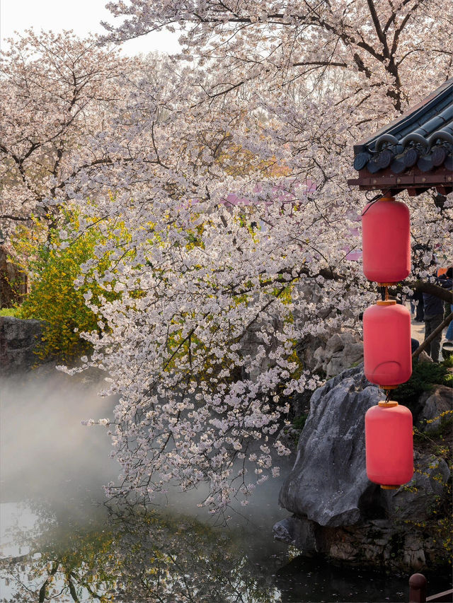 武漢東湖櫻園之美#