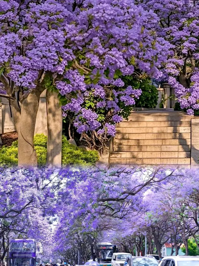 Speechless with the beauty of spring in Kunming! Here's a super comprehensive flower viewing map.