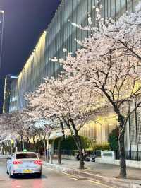 釜山櫻花🌸 根本拍不完，美到超現實！