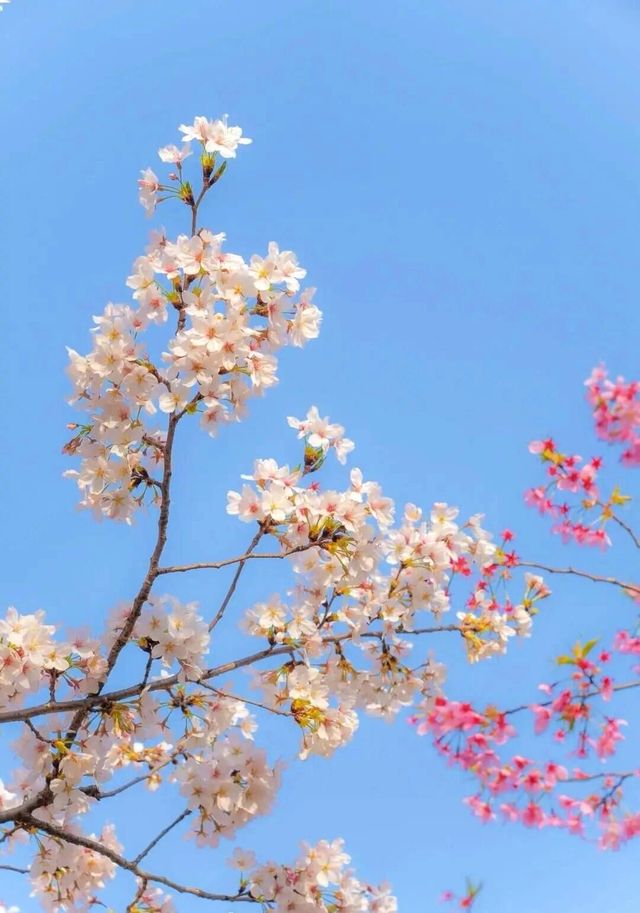 徐州春日賞花指南：三月，與徐州共赴花約！