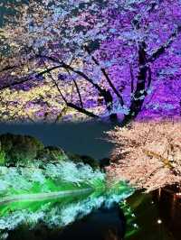 週末3日東京賞櫻攻略