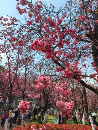 The Most Beautiful Cherry Blossoms in Kunming