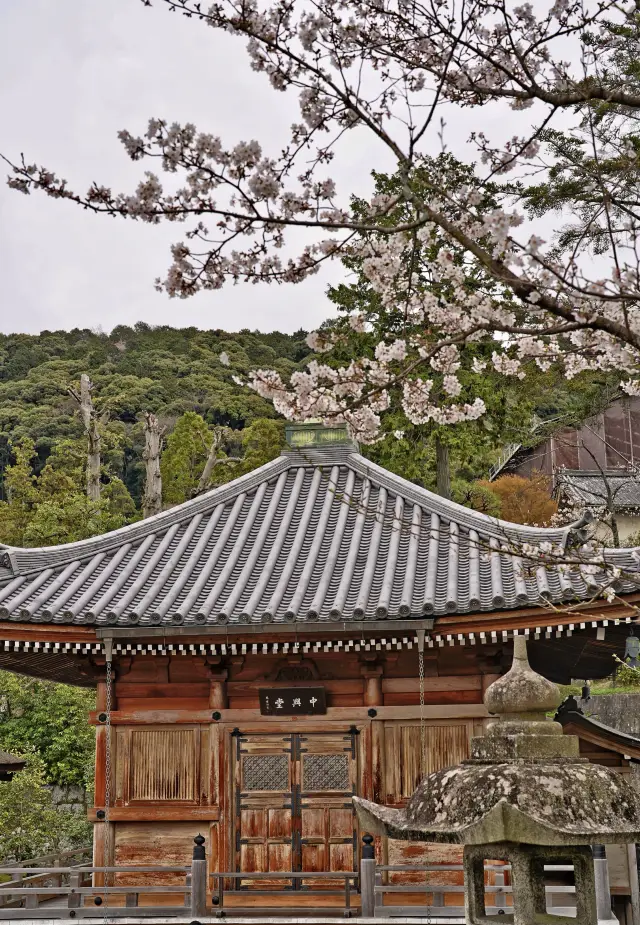 A Classic One-Day Cherry Blossom Viewing Itinerary in Kyoto!