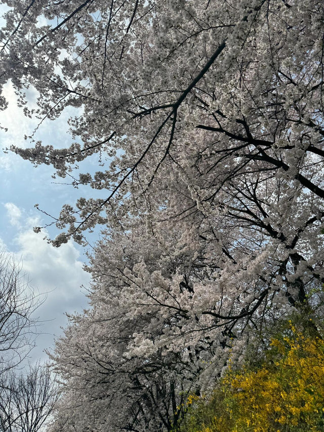 🌸首爾賞櫻秘境 | 良才川步道