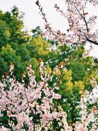大寧公園櫻花鬱金香實拍來咯！