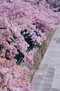Discover the Cherry Blossom Sea in Kyoto with Direct Metro Access!