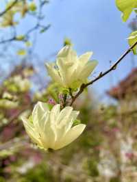Springtime in Guangzhou: Cats & Blossoms in Zhujiang Park
