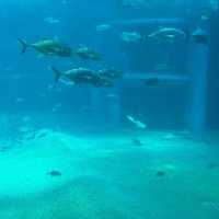 大阪🐠海遊館！全指南帶你玩轉海底世界~