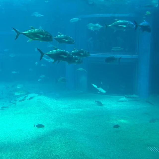 大阪🐠海遊館！全指南帶你玩轉海底世界~