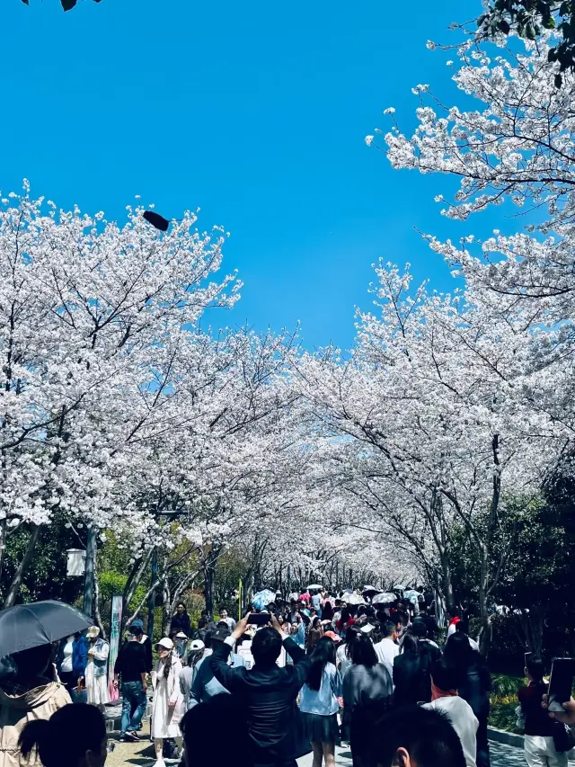 JinKui Park, Wuxi: A free hidden gem with 5,000 cherry blossom trees!