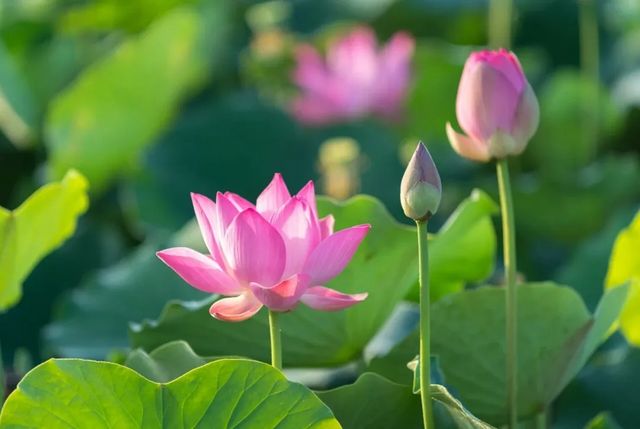 嚟姚西賞蓮啦，承包您成個夏天嘅浪漫……