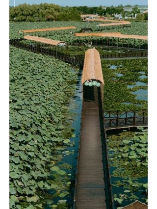 The Ultimate Guide to Xinghua's Lotus Blossom Season: Picture-Perfect Shots Guaranteed