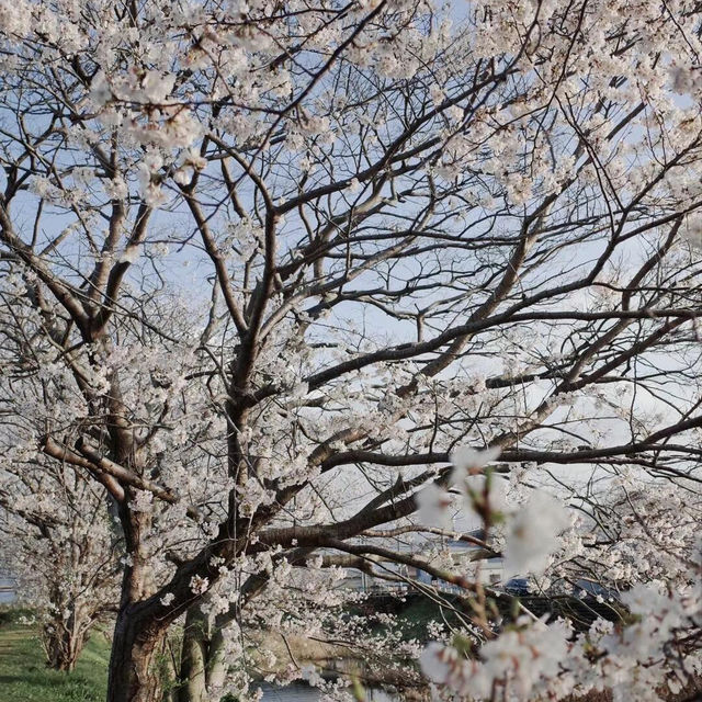 福岡櫻花爆擊！小眾絕美賞櫻地（5個必拍機位）