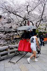 日本追櫻之旅｜京都櫻花最新情報