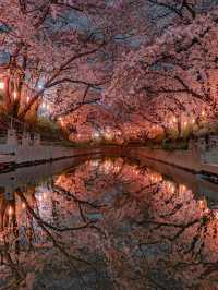  2025 年你不能錯過！東京夜櫻點燈時間大全！