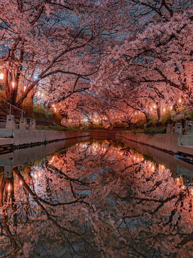  2025 年你不能錯過！東京夜櫻點燈時間大全！