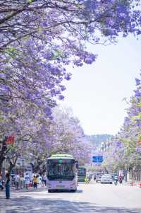 西昌2025藍花楹賞花攻略 紫色限定浪漫