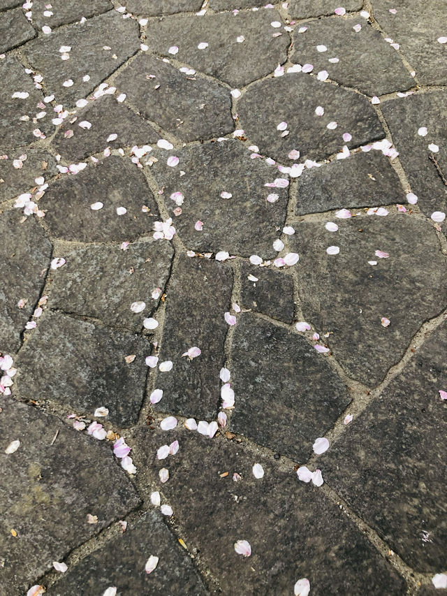 花見名古屋：千年古城的櫻花物語