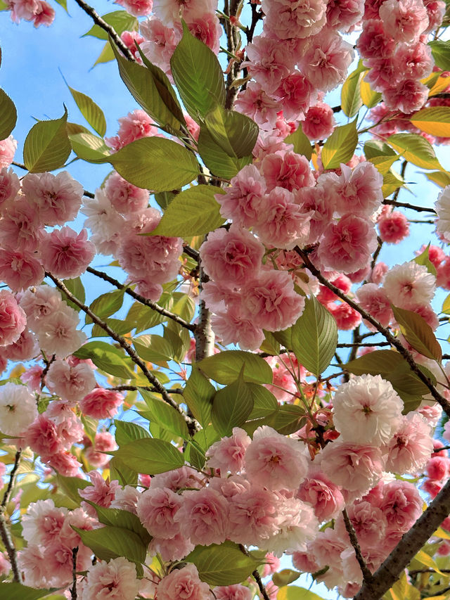 杭州春日奇遇！在東方文化公園闖入粉色桃花童話世界！