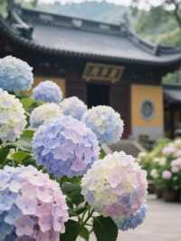 媲美日本！杭州永福寺繡球花，滿溢禪意之美