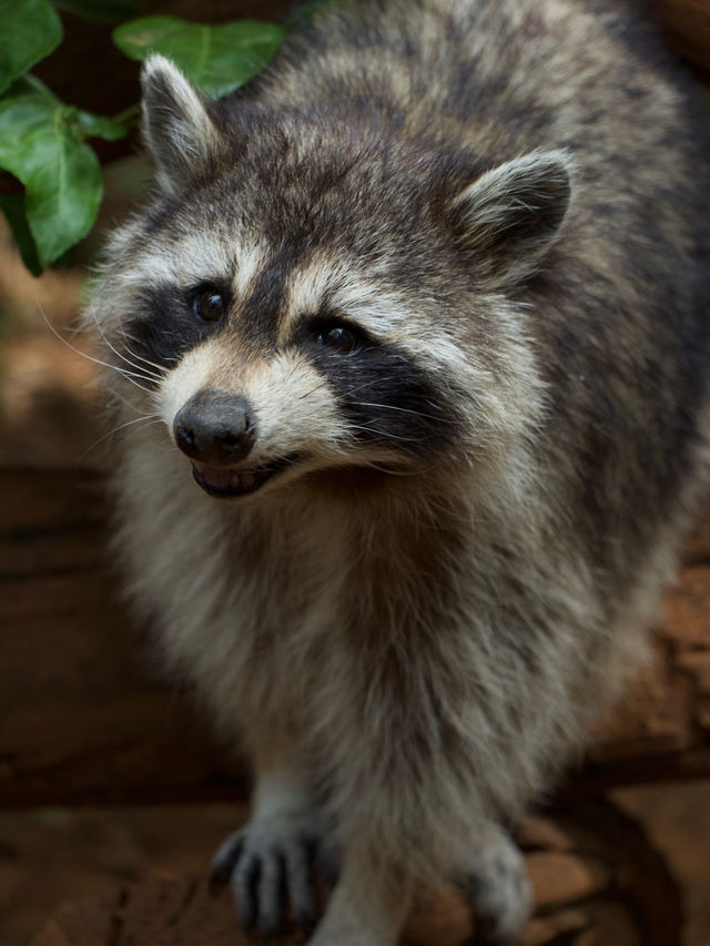 Zoo Walk | 唔好錯過雲南野生動物園嘅春天