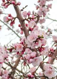 5月嘅佳木斯，追到咗東北第一場花海