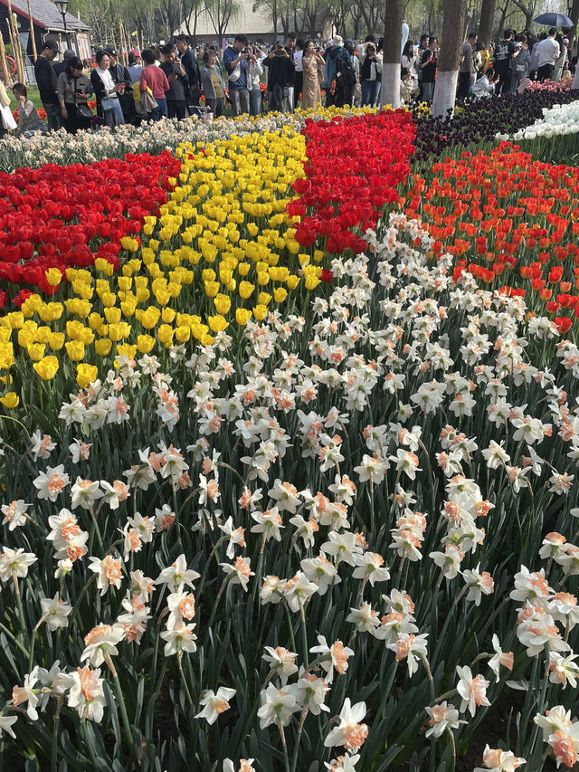 Luboyuan Nanjing: a mini Netherlands to see tulip 🌷