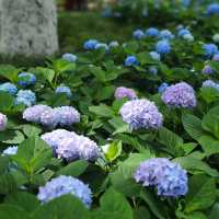 💙救命！中山公園的藍色繡球花直接美瘋我！！