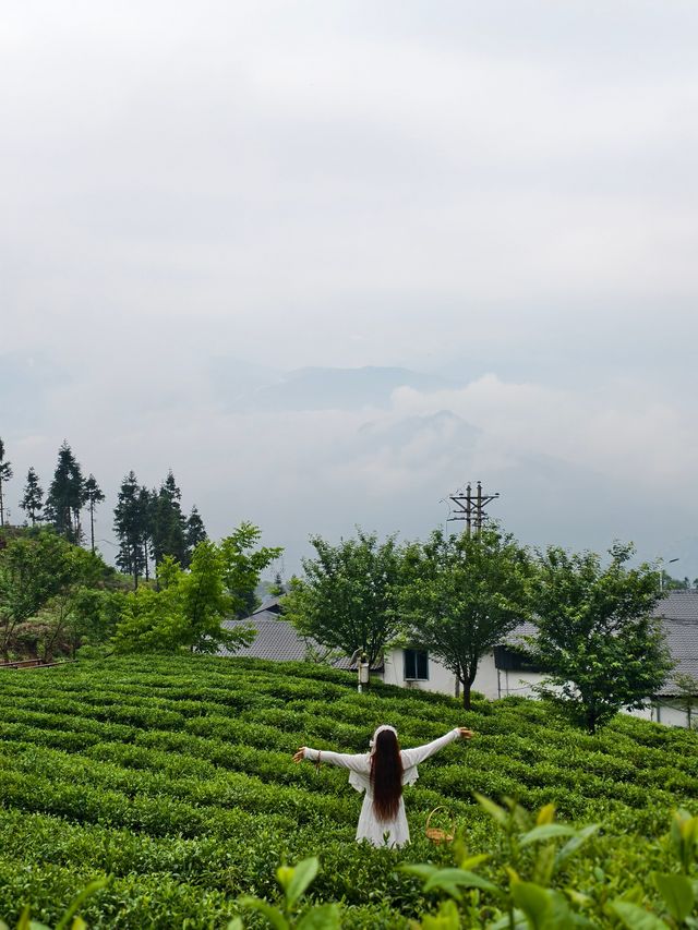 成都2.5小時直達｜住進樂山茶山的綠色夢境，治癒都市焦慮