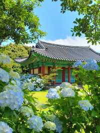 🌸濟州島東線煙炱址 | 邂逅繡球花海