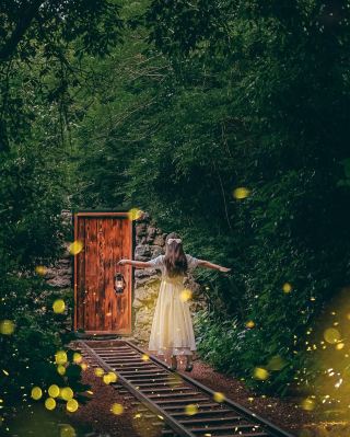 South Korea's Hidden Gem: Firefly Forest Night Tour Guide