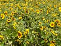 成都這片向日葵花海 直接把我美到語塞🌻