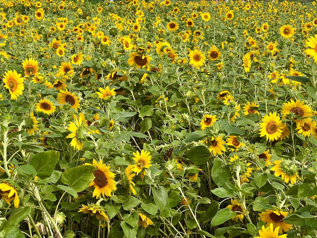 成都這片向日葵花海 直接把我美到語塞🌻