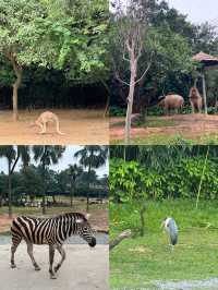 廣州長隆：與成群動物共度難忘親子週末