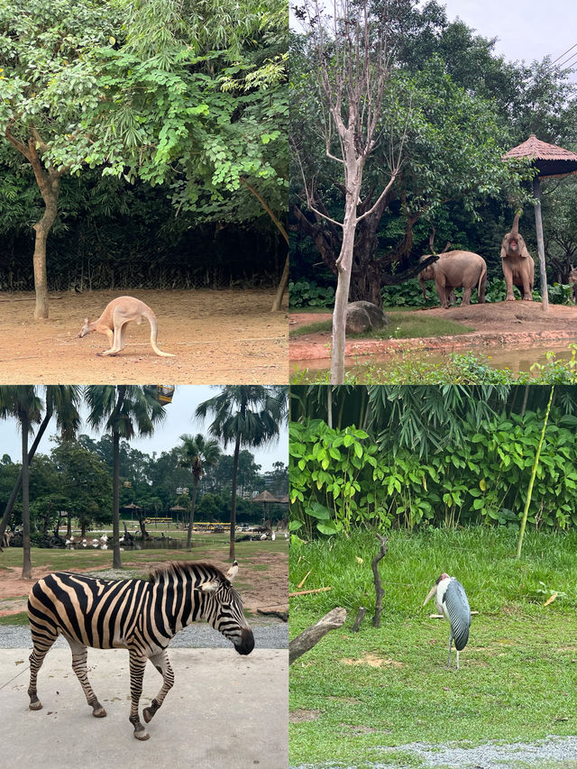 廣州長隆：與成群動物共度難忘親子週末
