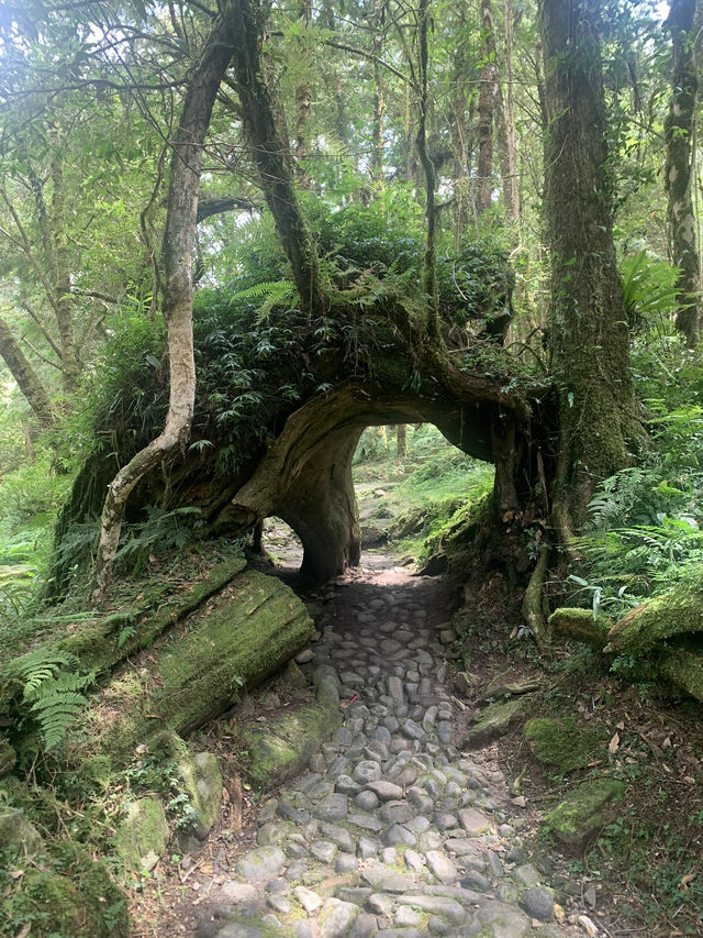 藏在山林裡的綠色奇境：走進臺灣的秘境森林，找回內心的平靜