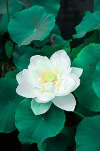 推窗即入畫，私湯映芙蕖，賞荷地圖已開啟！