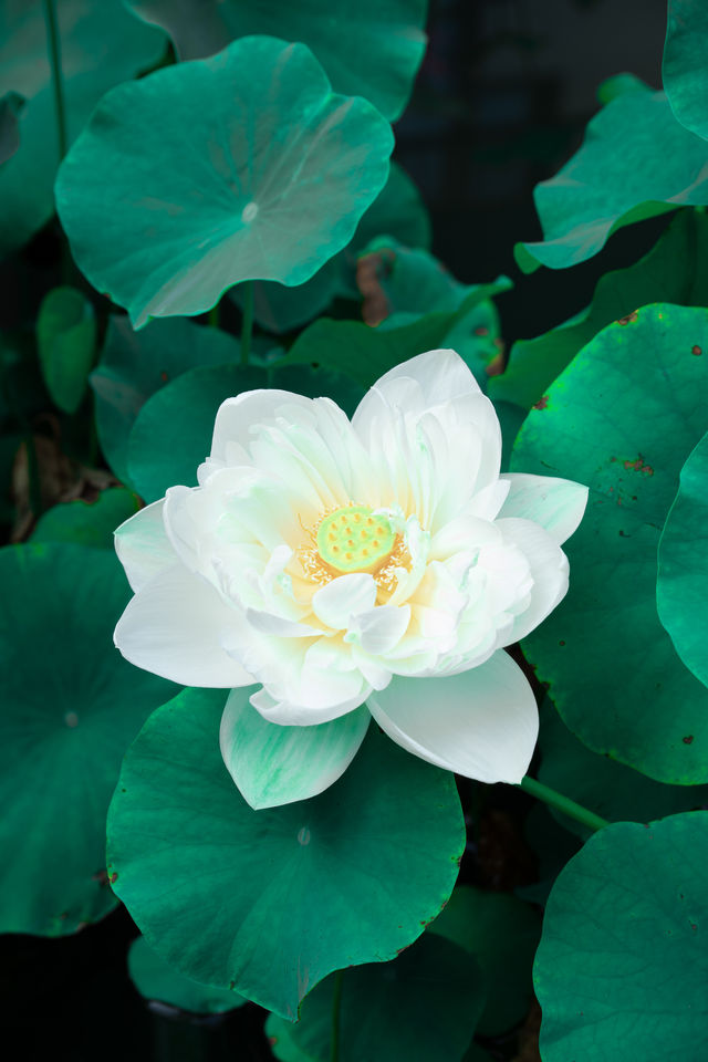 推窗即入畫，私湯映芙蕖，賞荷地圖已開啟！