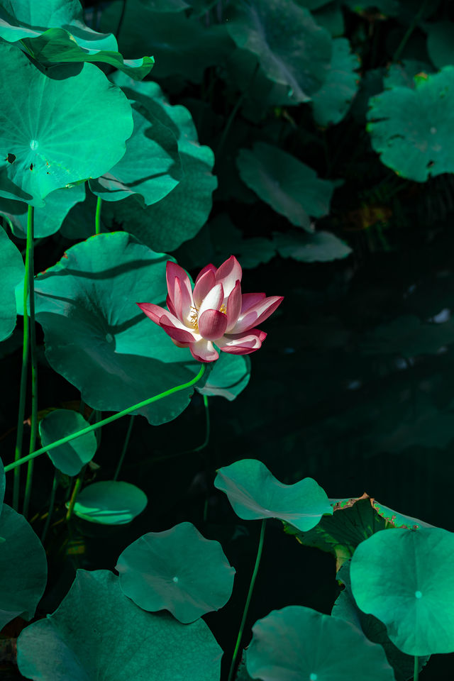 推窗即入畫，私湯映芙蕖，賞荷地圖已開啟！