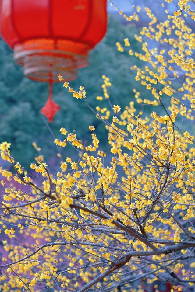 杭州超山四季皆美景，一園藏盡春夏秋冬