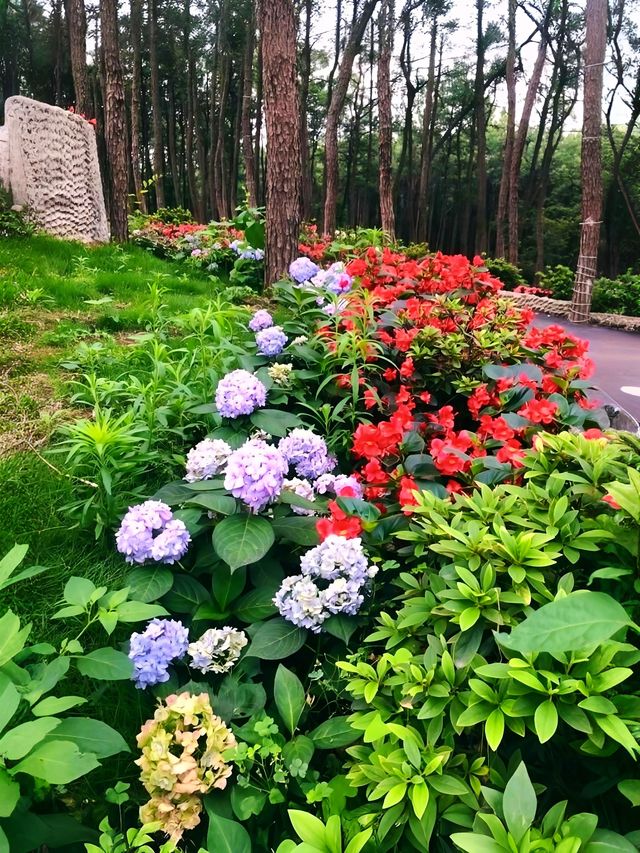 快嚟呢度睇漫花山田，感受摩崖石像，暢享田園自然風光
