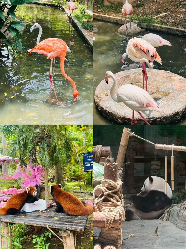 真係唔喺非洲 喺廈門get肯尼亞同款瘋狂動物城